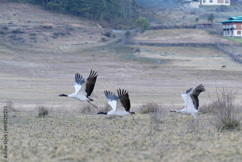 Flock of Black-necked Cranes Flying Over Phobjikha Valley
