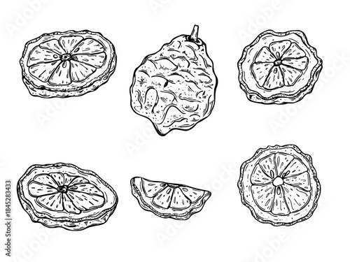 Slice and whole of juicy bergamot fruit clip art black ink sketch. Monochrome Asian juicy citrus fruit set vector isolated illustration. Kaffir lime for menu, cosmetic packaging, food ingredient