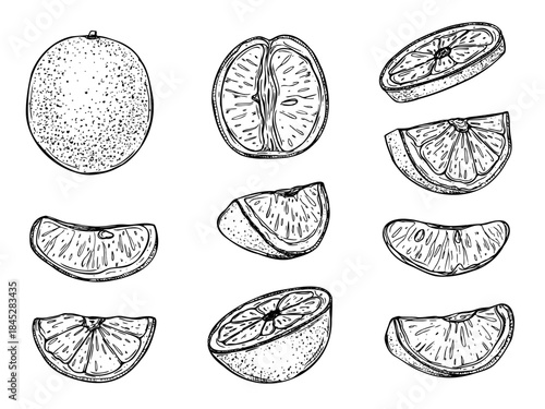 Juicy orange vector isolated illustration painted by black inks. Monochrome whole citrus and halved fruit etching drawing for cold summer drink, bar menus, fresh drink packaging, summer design.