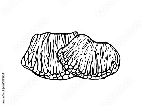 Monochrome two peeled grapefruit segments vector isolated illustration painted by black inks. Juicy pulp of tropical citrus fruit slices etching drawing for food packaging, juice labels, diet blogs