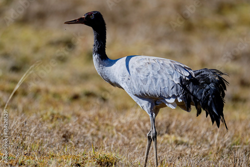 Black-necked Crane Resting on Grassland in Phobjikha
