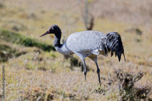 Black-necked Crane in Natural Grassland Habitat
