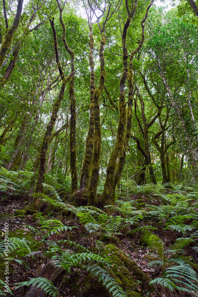 Fototapeta premium Gnarled moss-covered laurisilva trees