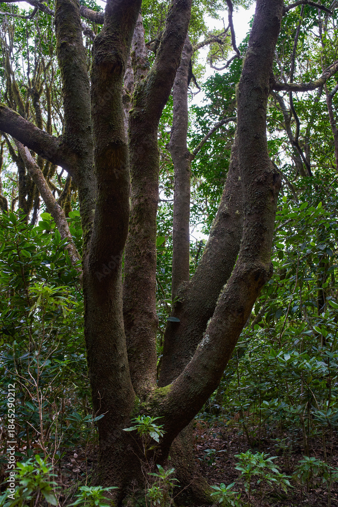 Fototapeta premium Moss-covered laurisilva tree trunks in Anaga