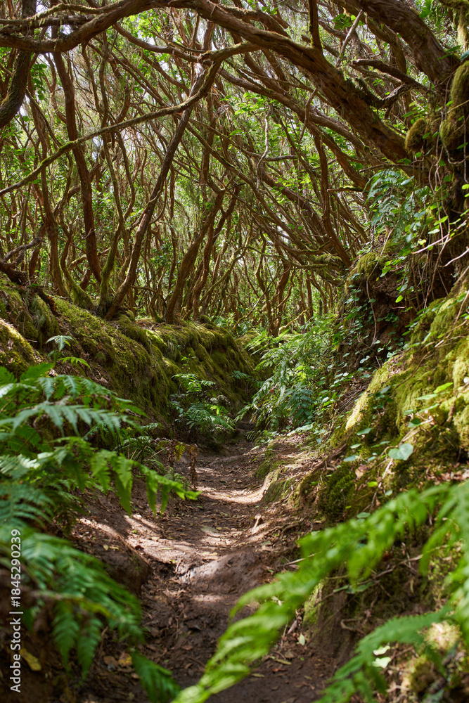Fototapeta premium Laurisilva forest trail in Anaga
