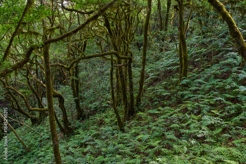 Gnarled moss-covered laurisilva trees