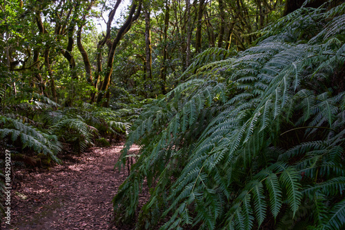 Laurisilva forest trail in Anaga