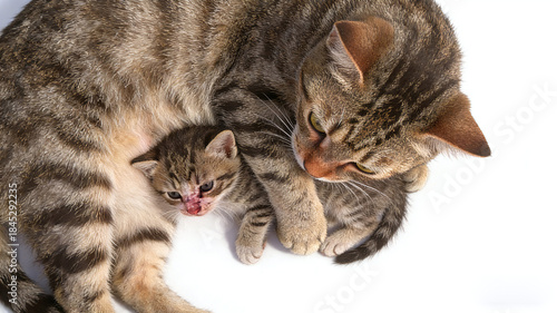 Cute stray cat mother and daughter