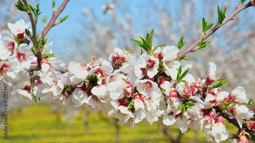 Bee on almond flowers on a blooming almond tree in spring