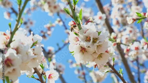 Bee on almond flowers on a blooming almond tree in spring