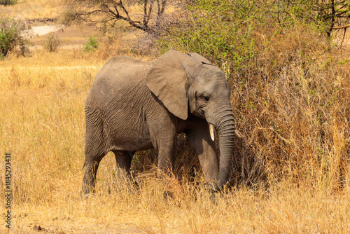 Wallpaper Mural Young african elephant in Tarangire national park, Tanzania Torontodigital.ca