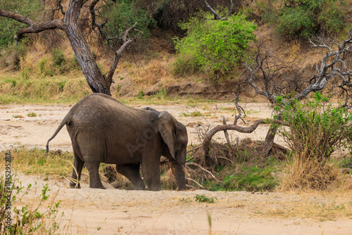 Wallpaper Mural Young african elephant in Tarangire national park, Tanzania Torontodigital.ca