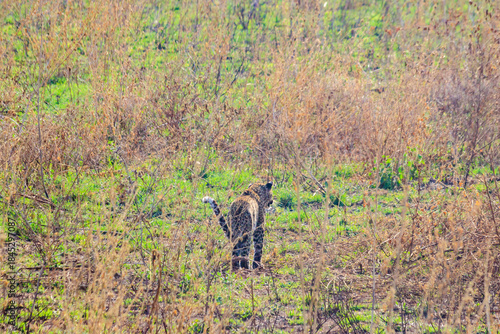 Wallpaper Mural African leopard (Panthera pardus pardus) walking in grass in Serengeti National park, Tanzania Torontodigital.ca