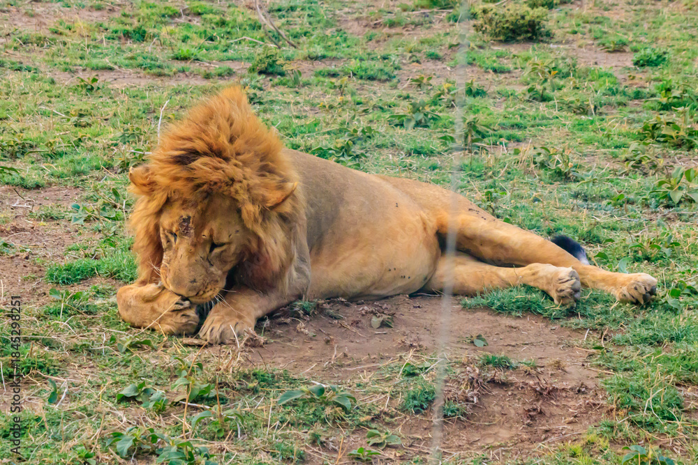 custom made wallpaper toronto digitalLion (Panthera leo) lying on grass in savannah in Serengeti National Park, Tanzania