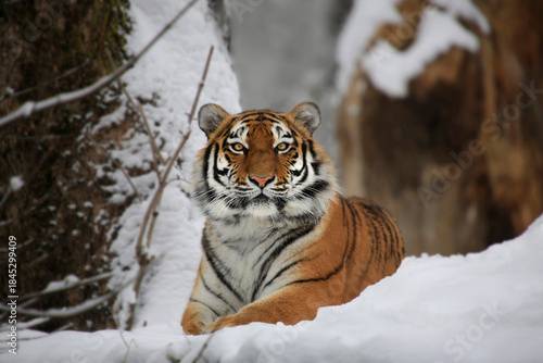 Foto Tiger (Panthera tigris) liegt im Schnee
