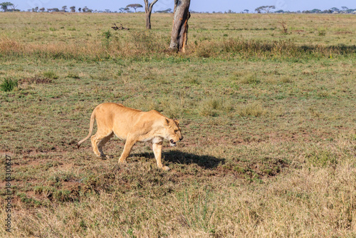 Wallpaper Mural Lioness (Panthera leo) walking in savannah in Serengeti national park, Tanzania Torontodigital.ca