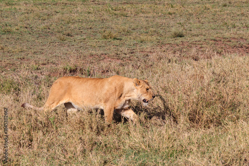 Wallpaper Mural Lioness (Panthera leo) walking in savannah in Serengeti national park, Tanzania Torontodigital.ca