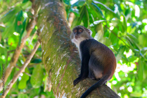 Wallpaper Mural Sykes' monkey (Cercopithecus albogularis), also known as the white-throated monkey or Samango monkey sitting on a tree in Jozani forest on Zanzibar, Tanzania Torontodigital.ca