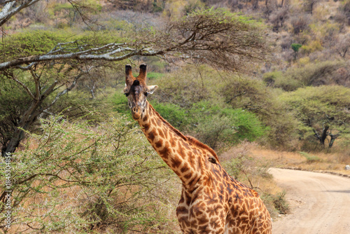 Wallpaper Mural Giraffe in savanna in Serengeti national park in Tanzania. Wild nature of Tanzania, East Africa Torontodigital.ca