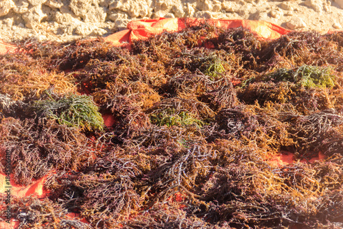 Wallpaper Mural Seaweed drying at seaweed farm at Zanzibar island, Tanzania Torontodigital.ca
