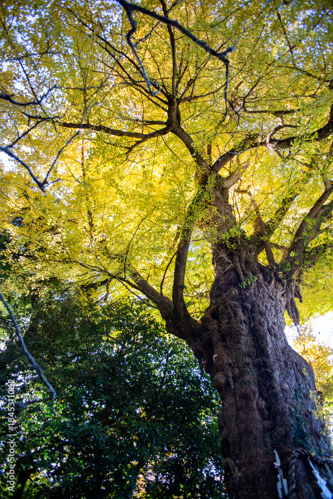 Obraz premium 鎌倉251205 荏柄天神社3 黄葉