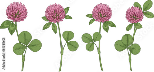 Botanical illustration of red clover flowers with trifoliate leaves, pinkish-purple blooms, and green stems for educational and herbal use