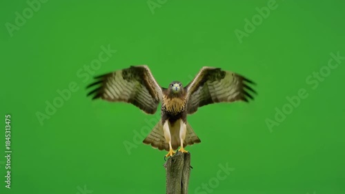Majestic hawk bird of prey lands on a wooden post with wings spread wide on a green screen. 4k Footage Greenscreen Video