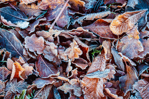 autumn leaves background