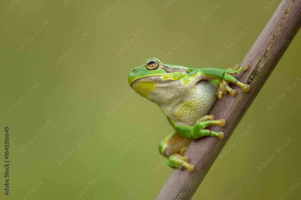 Obraz premium European tree frog ready to jump on a green background