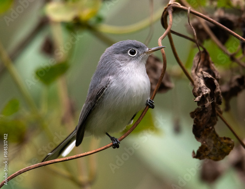 Blue grey Gnatcatcher on a branch