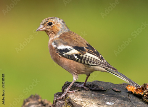 Chaffinch on a log