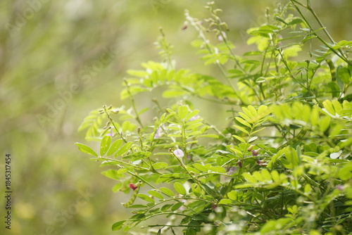 Common vetch (Vicia sativa) is a fast-growing legume with climbing vines, purple flowers, and nitrogen-fixing roots, widely used as forage, green manure, and soil improver