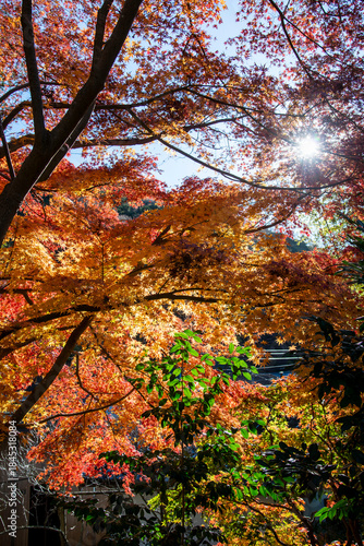 鎌倉251205　報国寺3　紅葉