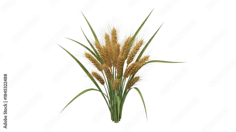 Fototapeta premium Wheat Stalks Bunch Isolated White