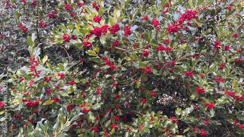 Close up of a Holy tree with plenty of red berries 