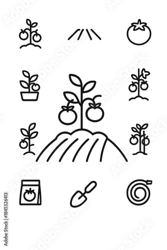 Outline symbols depicting tomato plant life cycle and essential gardening equipment