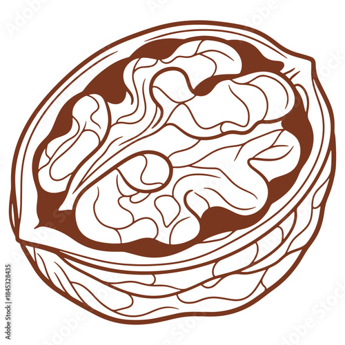 Illustrated human brain diagram detailed neural structure educational illustration