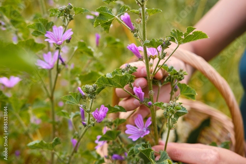 Tableau sur toile Woman's hands picking mallow wild flowers for herbal remedies