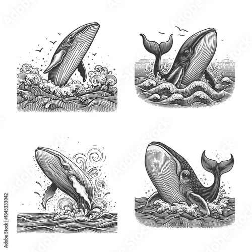 majestic whales breaching from the sea, surrounded by dynamic waves, birds, and splash effects Set collection bundle sketch engraving generative ai vector illustration. Scratch board imitation. 