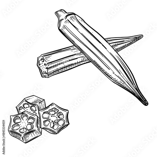 Okra vegetable vector line art hand drawn illustration