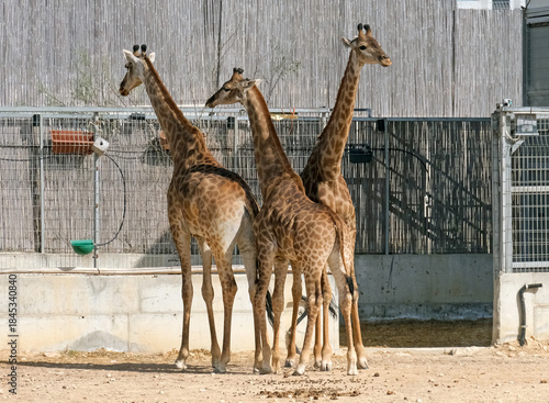 Giraffe (Latin: Giraffa camelopardalis)