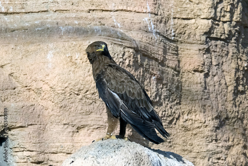 Common buzzard (lat.- Buteo buteo)