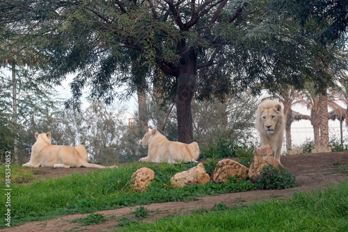 Two white lionesses and white Lion (lat. Panthera leo)