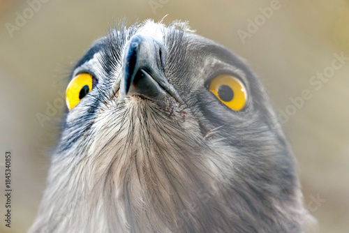 Short-toed snake eagle (lat.- Circaetus gallicus)