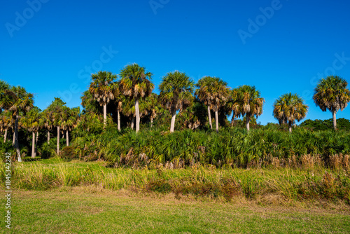 A line of tall palm trees stands behind dense grasses and coastal vegetation under a vivid blue sky, capturing the open, subtropical landscape of inner coastal Georgia near Savannah.