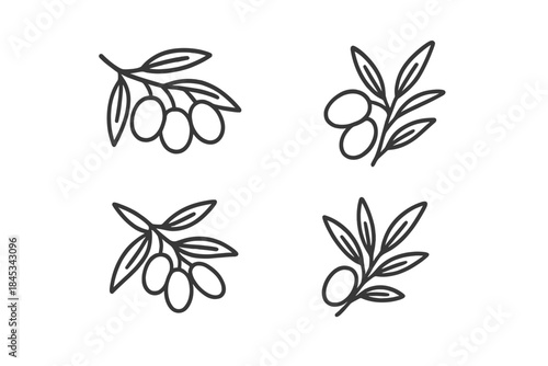Minimalist set of four olive branches with fruit and leaves in simple black outline
