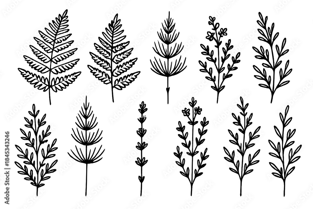Naklejka premium Hand drawn botanical elements set including ferns, branches, and leafy foliage