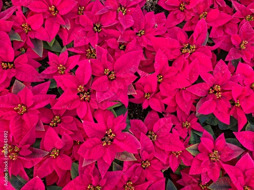 겨울 크리스마스꽃, 레드 포인세티아