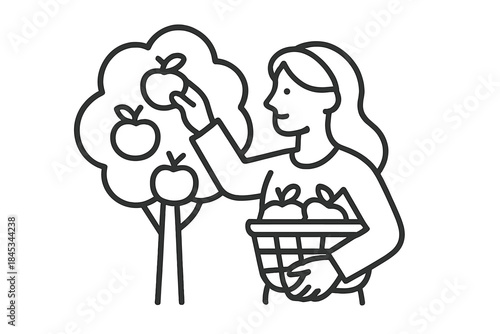 Woman picking fresh apples from tree holding basket of ripe fruit