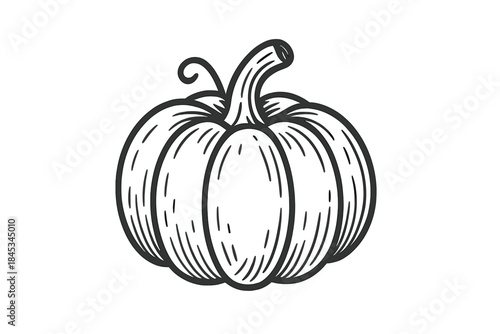 Detailed hand drawn pumpkin with stem and tendril in classic engraving style